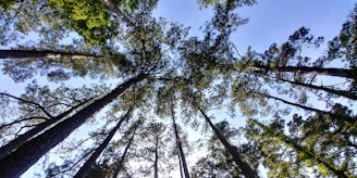 green trees under blue sky during daytime
