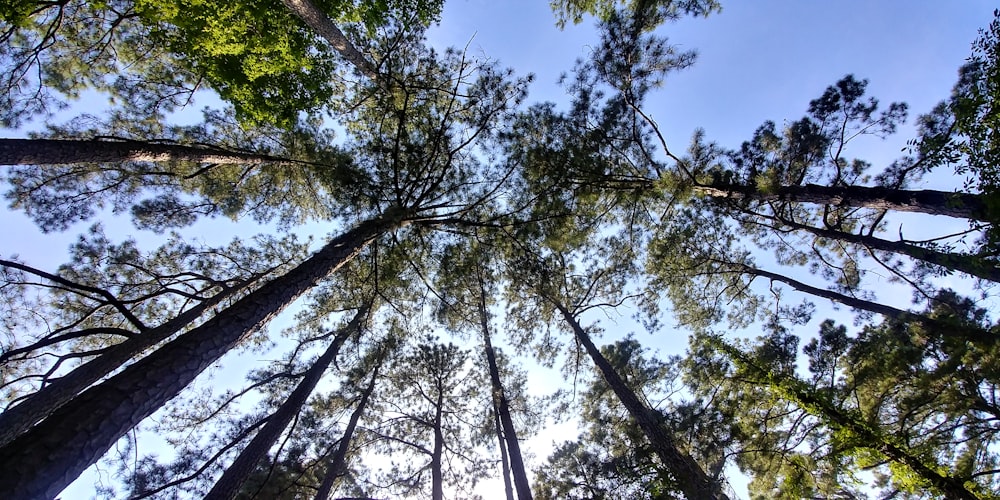 green trees under blue sky during daytime