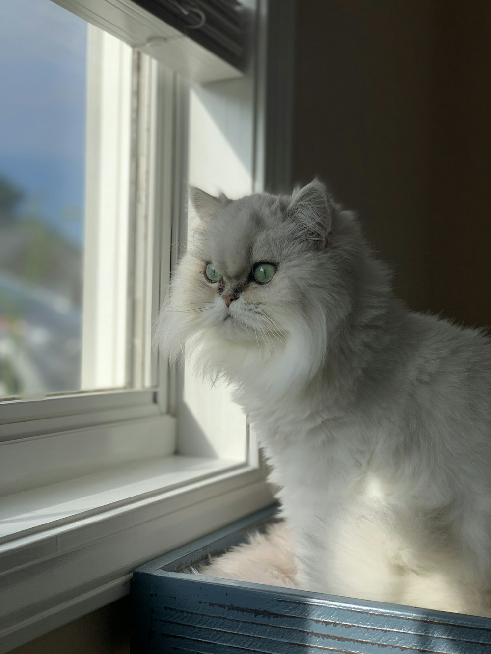 white persian cat on window