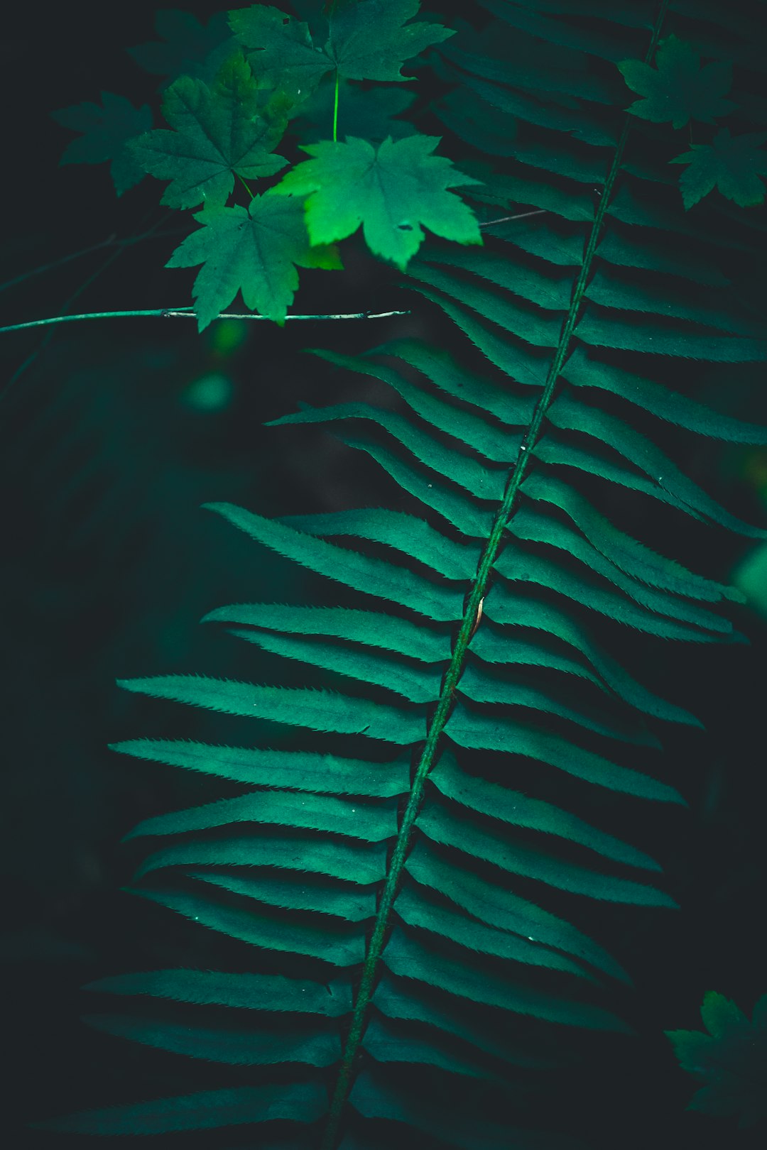 green leaf plant in dark room