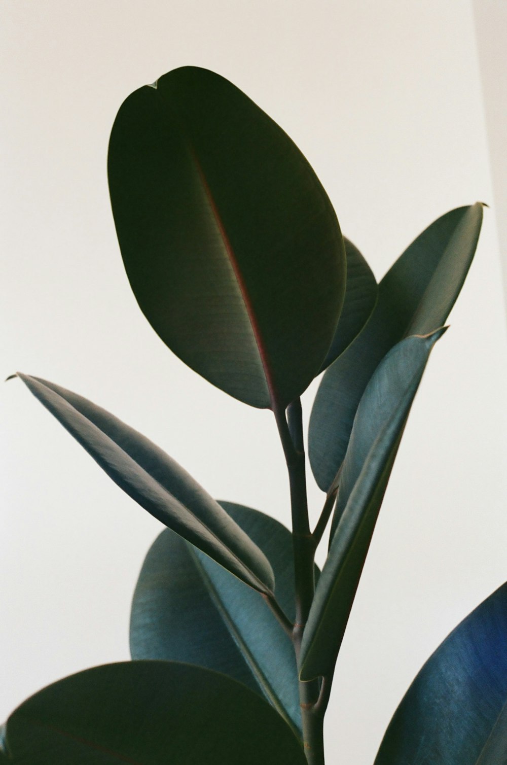 green plant on white table