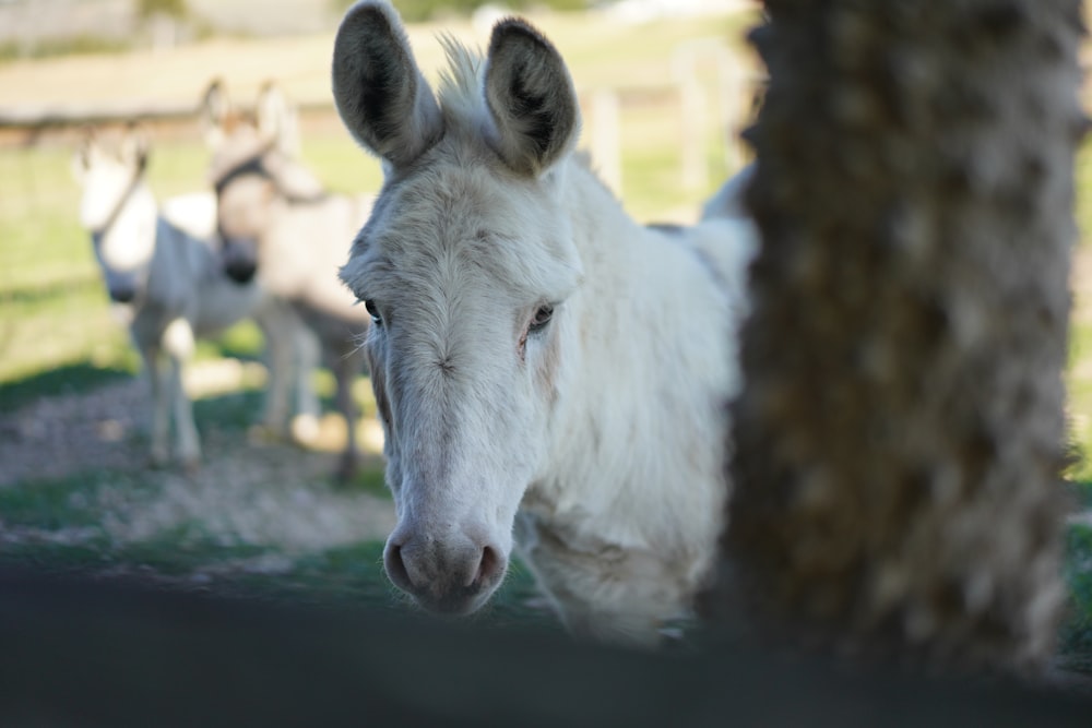 white horse in tilt shift lens