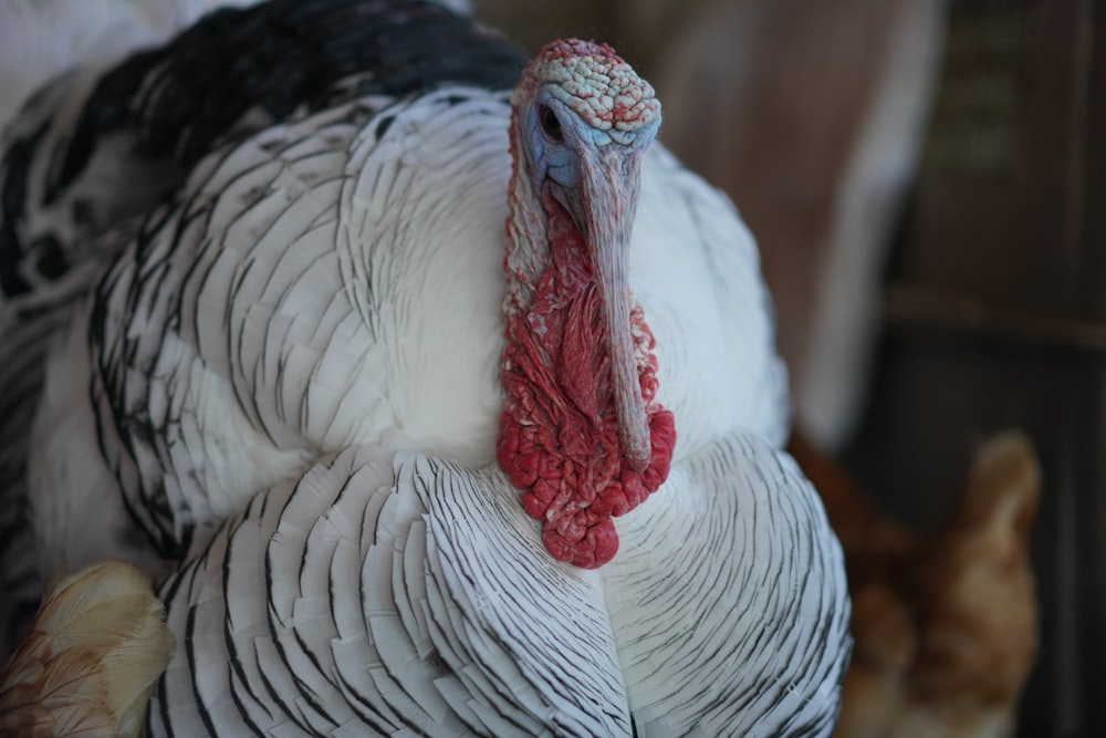 white and black turkey in close up photography