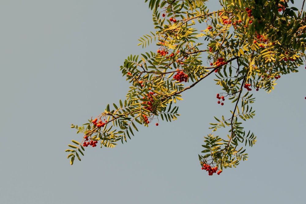 green and red leaves on white background