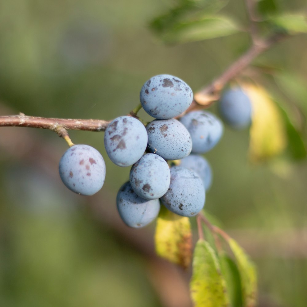 blue round fruits on green stem