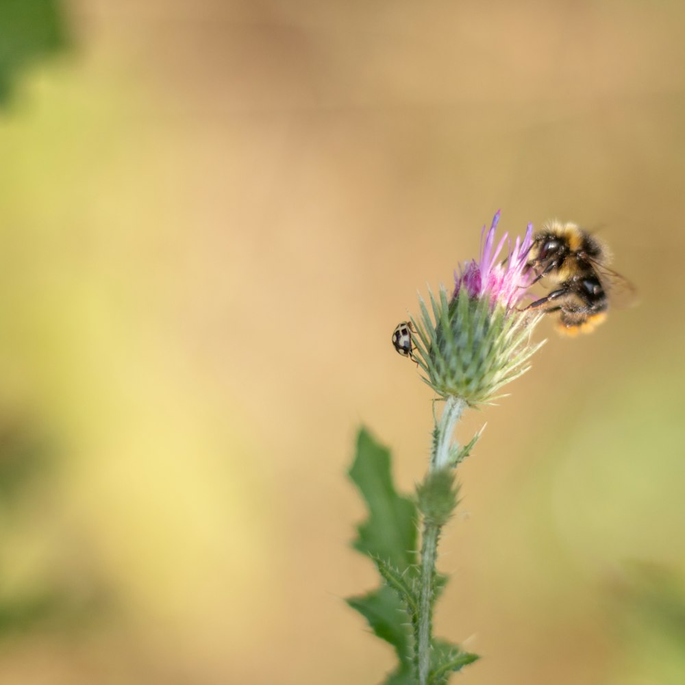 purple flower in tilt shift lens