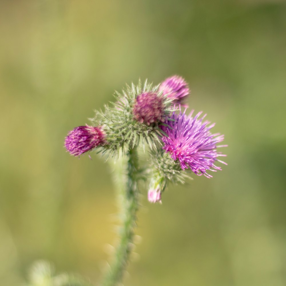 pink flower in tilt shift lens