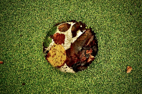 Leaf filter system installed on gutters surrounded by autumn leaves, showing no debris buildup.
