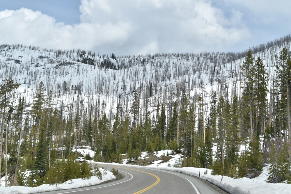 snow covered pine trees beside road under cloudy sky during daytime