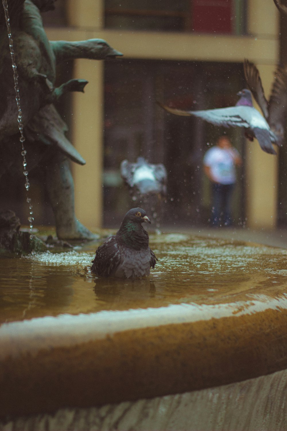 black bird on water fountain