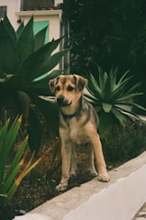 brown and black short coated dog sitting on white concrete floor