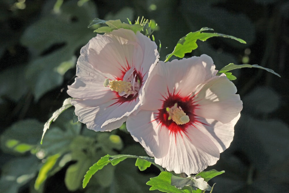 white and pink hibiscus in bloom during daytime