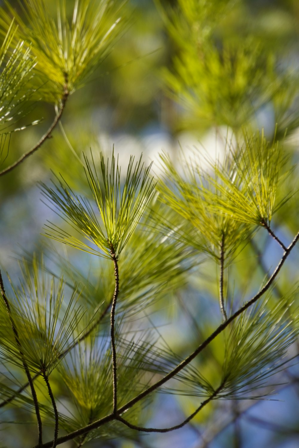 green grass in close up photography