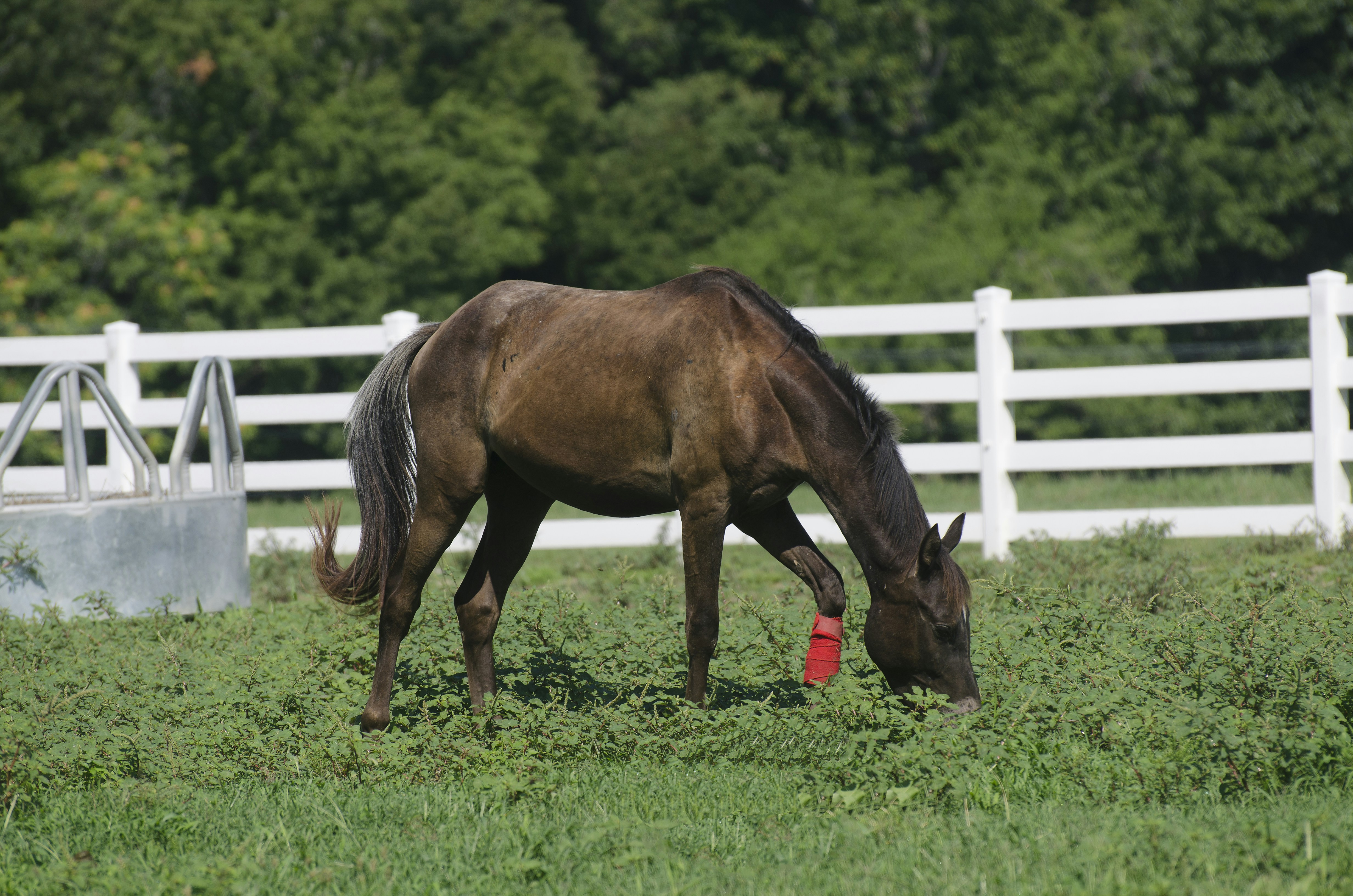 Horse Love Pictures | Download Free Images on Unsplash