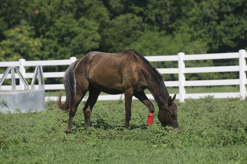 Horse Love Pictures | Download Free Images on Unsplash