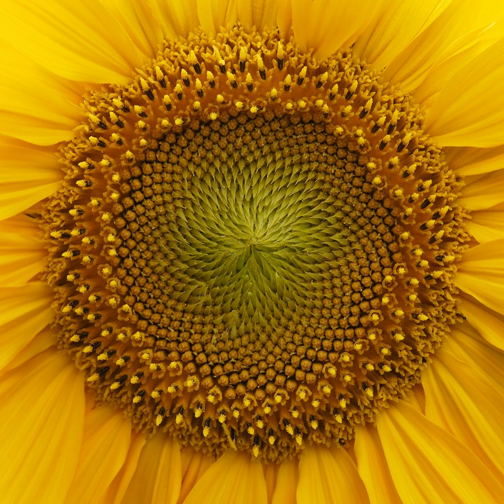 yellow sunflower in close up photography