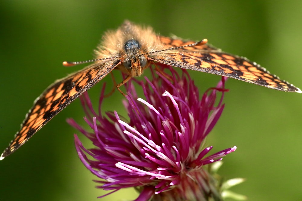 a close up of a flower with a butterfly on it