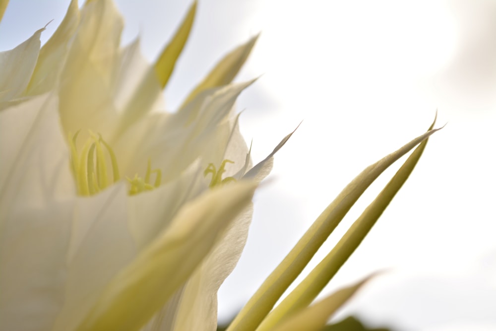 white and yellow flower in close up photography