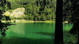 green lake surrounded by green trees during daytime