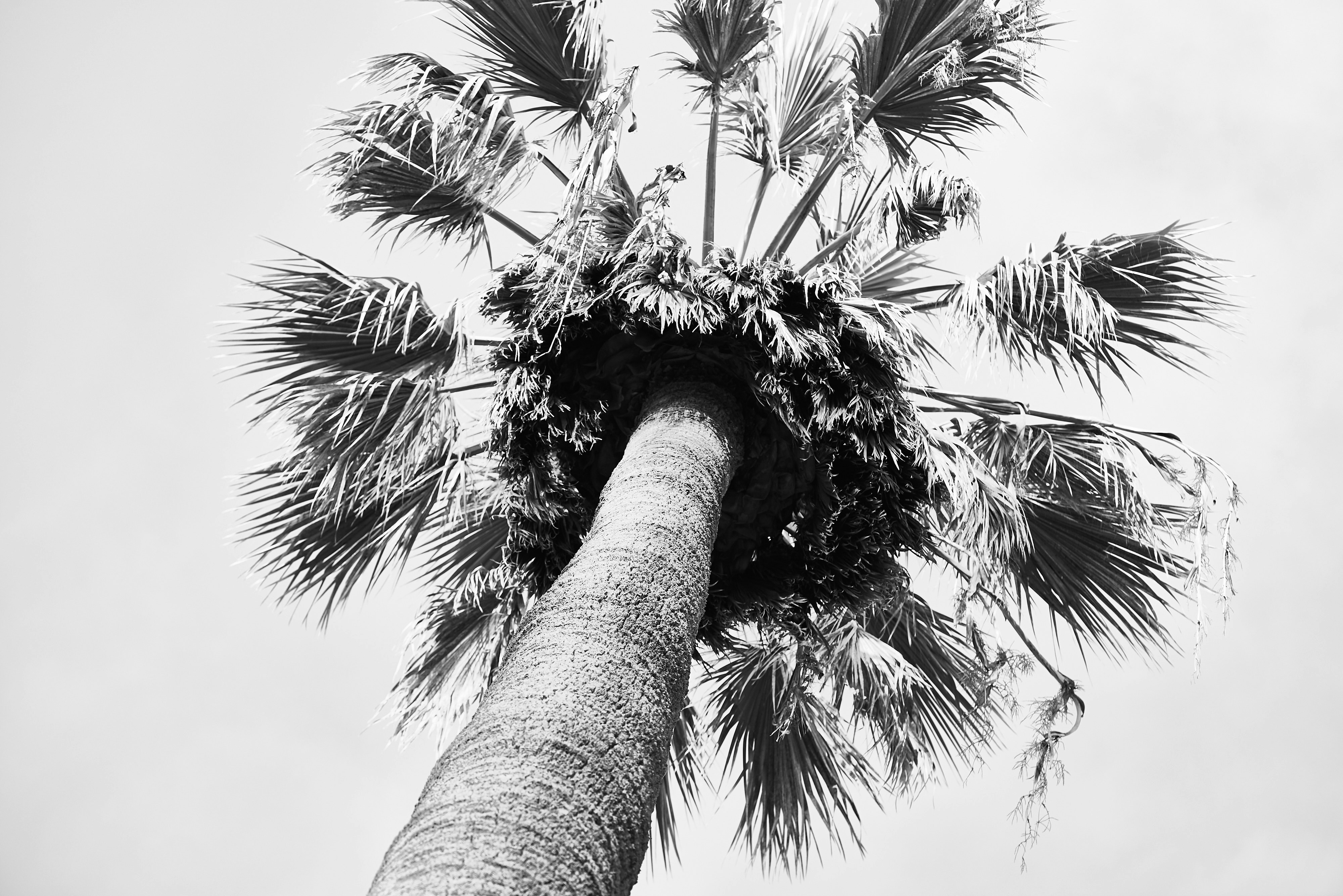 green palm tree under white sky during daytime