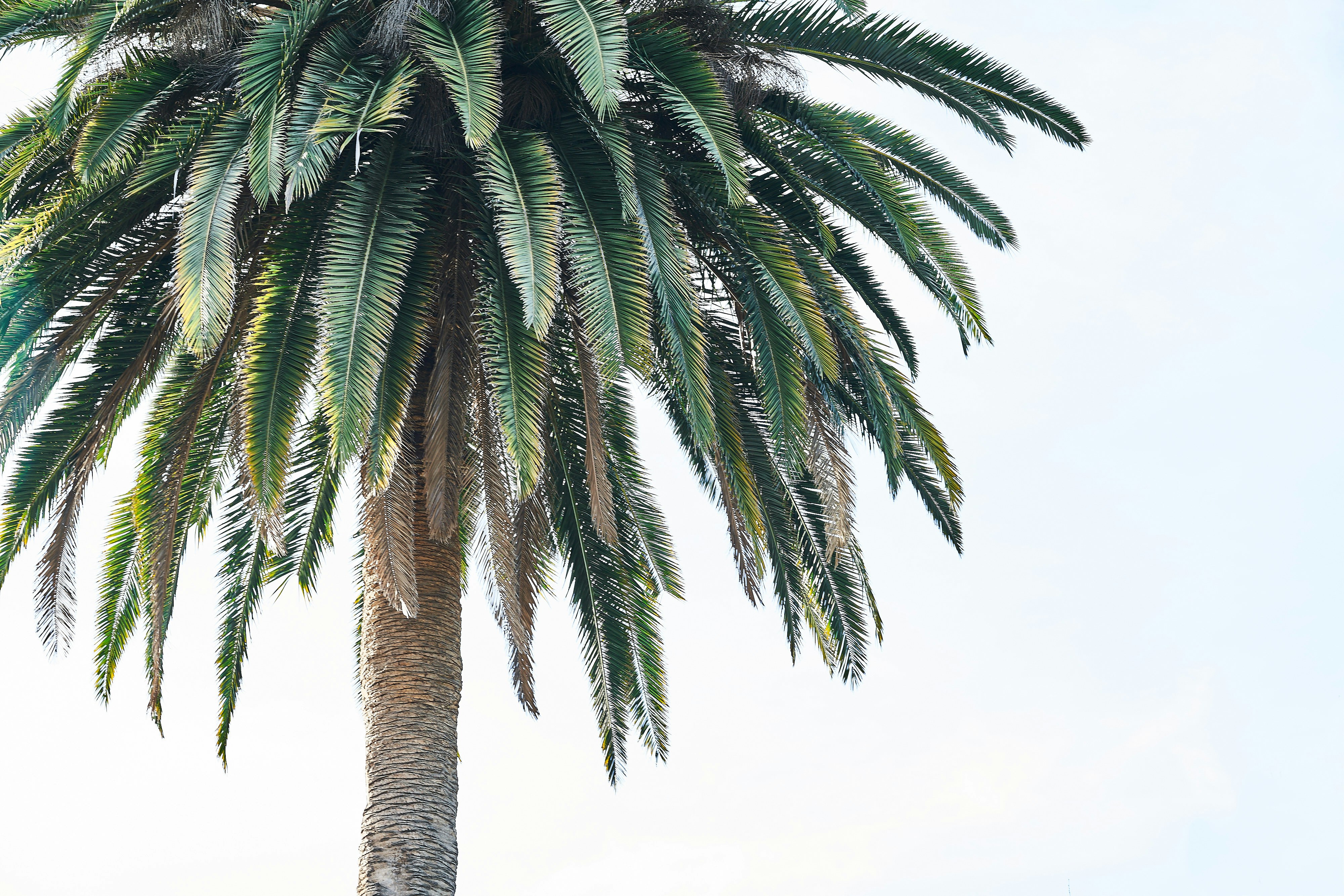 green palm tree under white sky during daytime palm-tree teams background