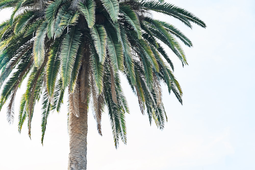 green palm tree under white sky during daytime