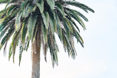 green palm tree under white sky during daytime palm-tree zoom background