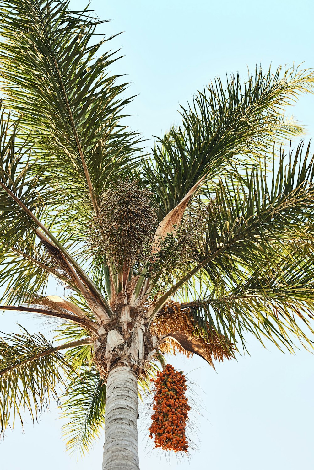 green palm tree under blue sky during daytime