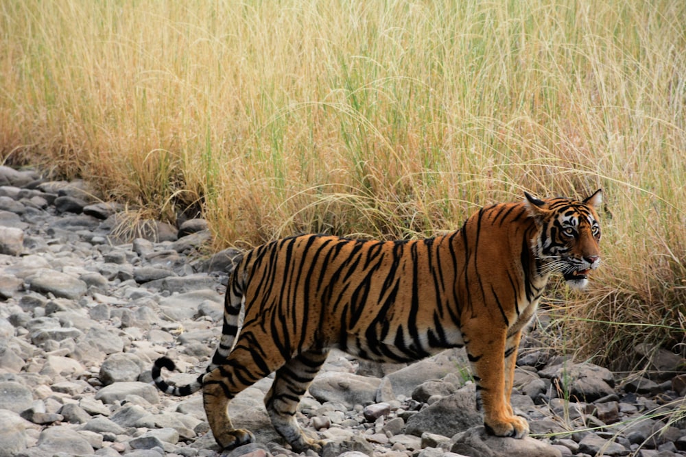 tigre marchant sur un sol rocheux gris pendant la journée