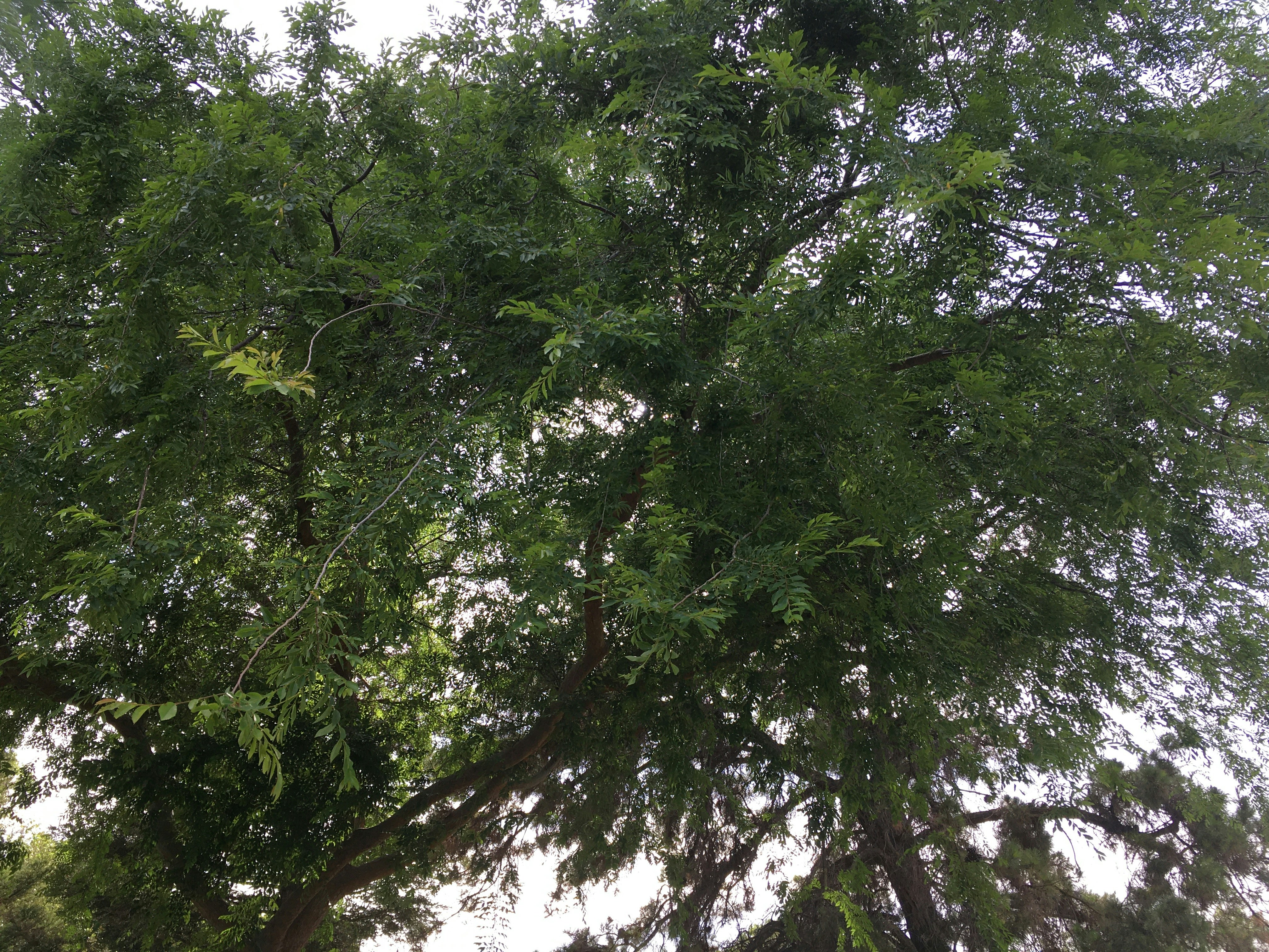 Dense Amazon rainforest canopy from below, dappled green light through leaves, dark jungle atmosphere, mysterious