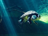 Close-up of a curious turtle gliding gracefully among underwater springs.
