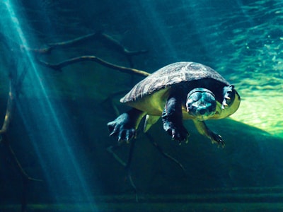 Close-up of a curious turtle gliding gracefully among underwater springs.