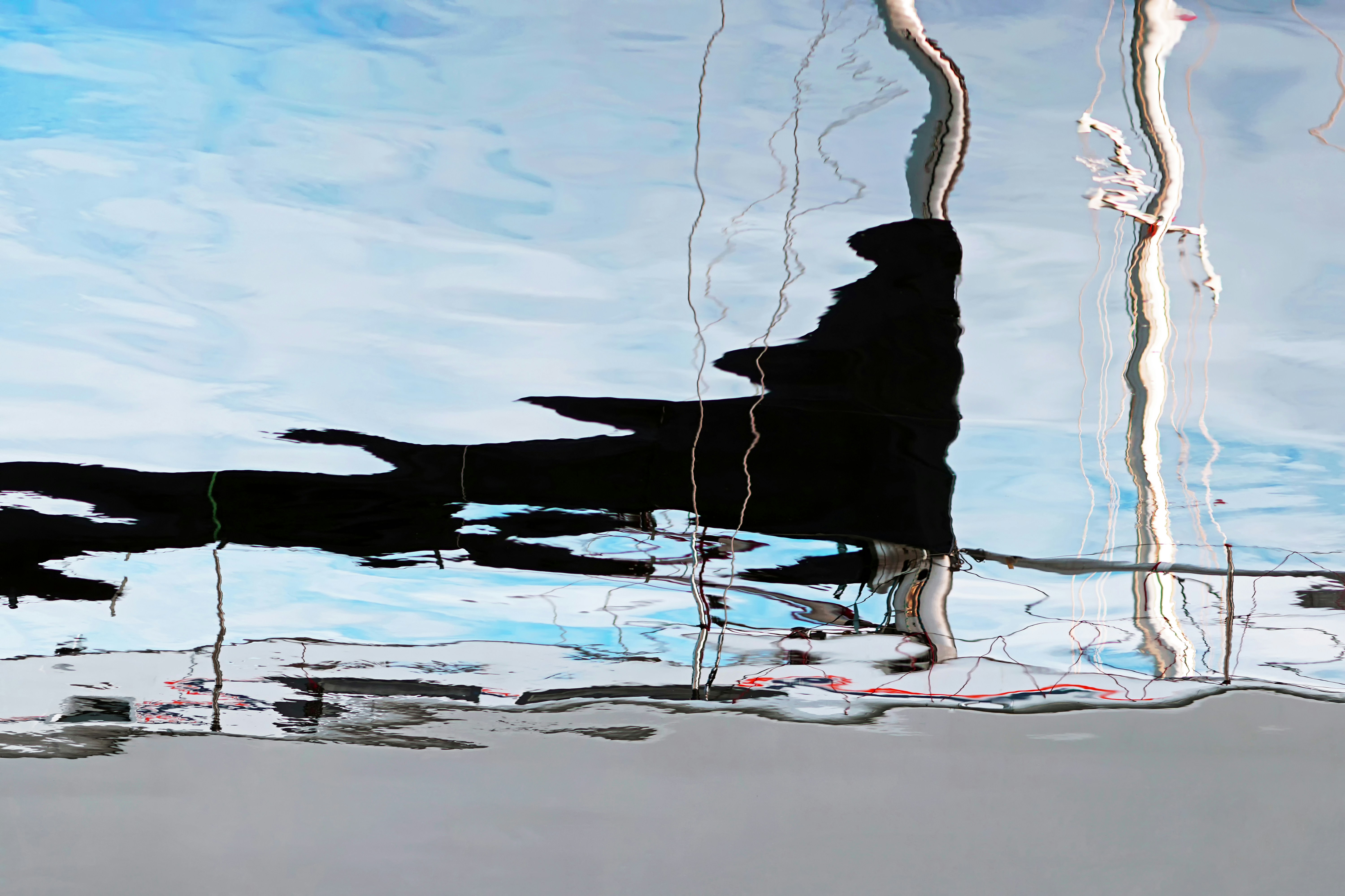 white swan on water during daytime