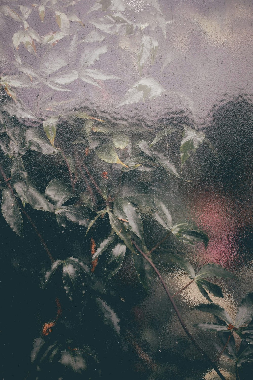 green plant on white snow