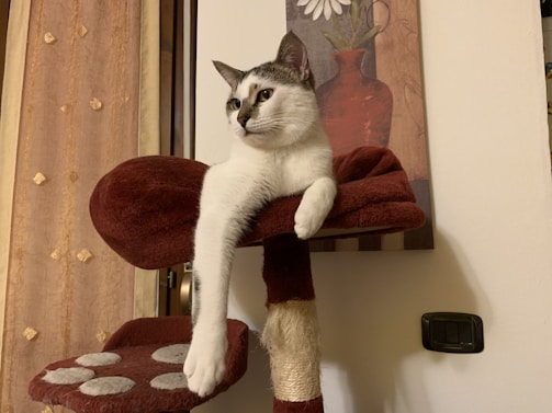 A relaxed adult cat resting on a modern cat tree near a houseplant.