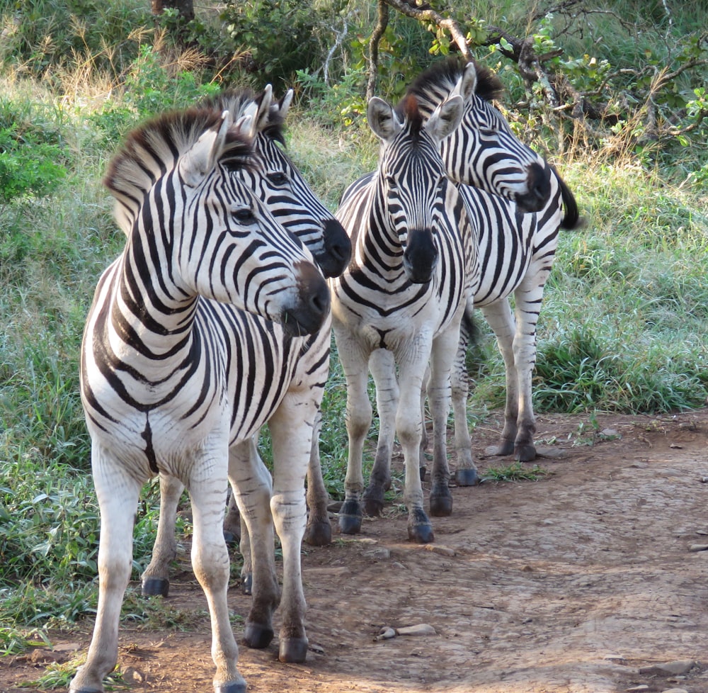 Zebras laufen tagsüber auf braunem Boden