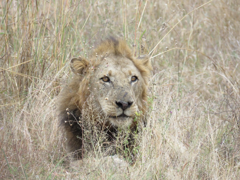 Lion couché sur un champ d’herbe brune pendant la journée