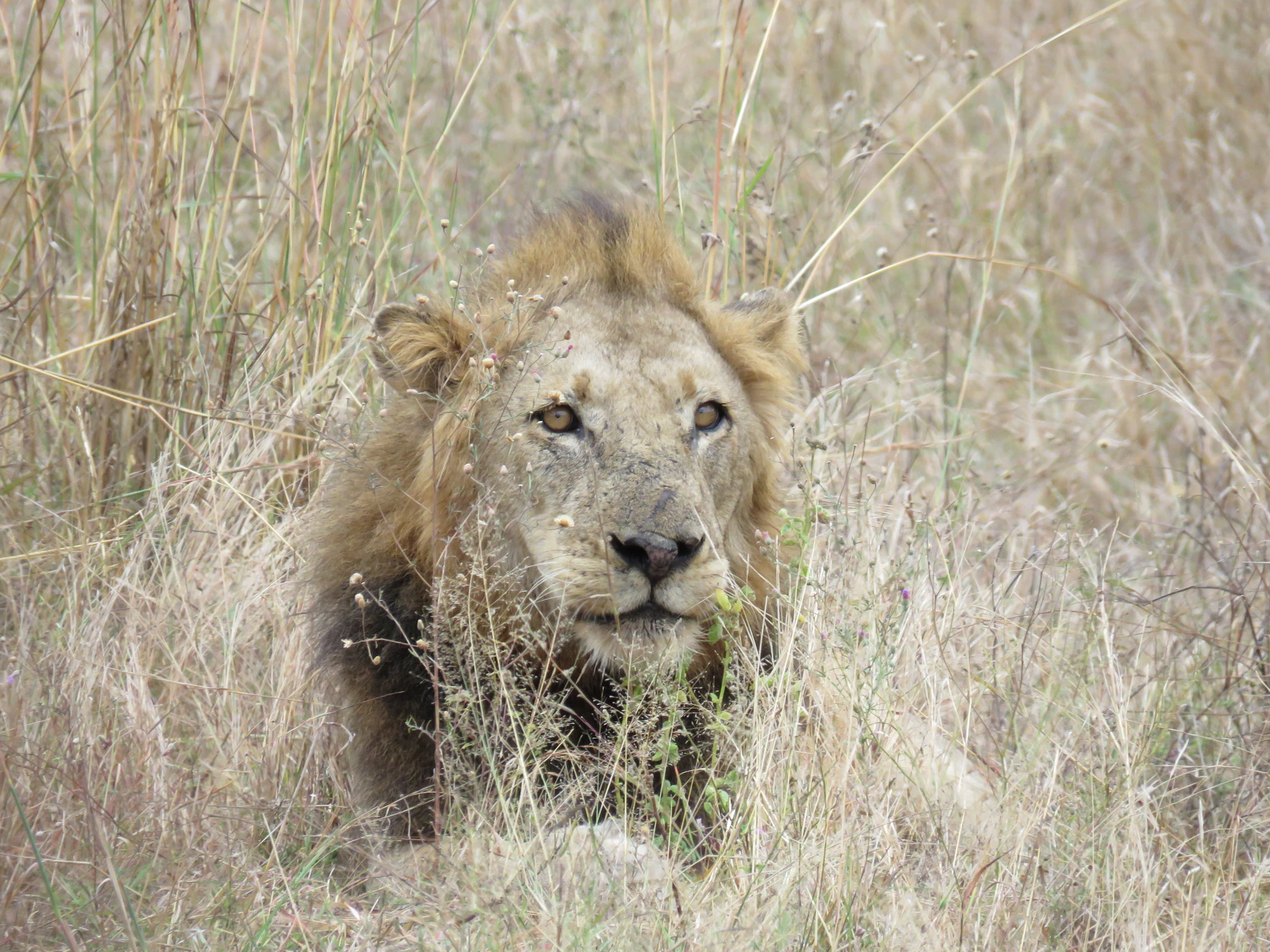 Male lion lying in dry winter grass in Kruger