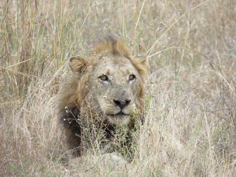 Male lion lying in dry grass in Kruger