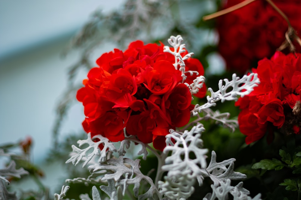 Rose rouge en fleurs blanches