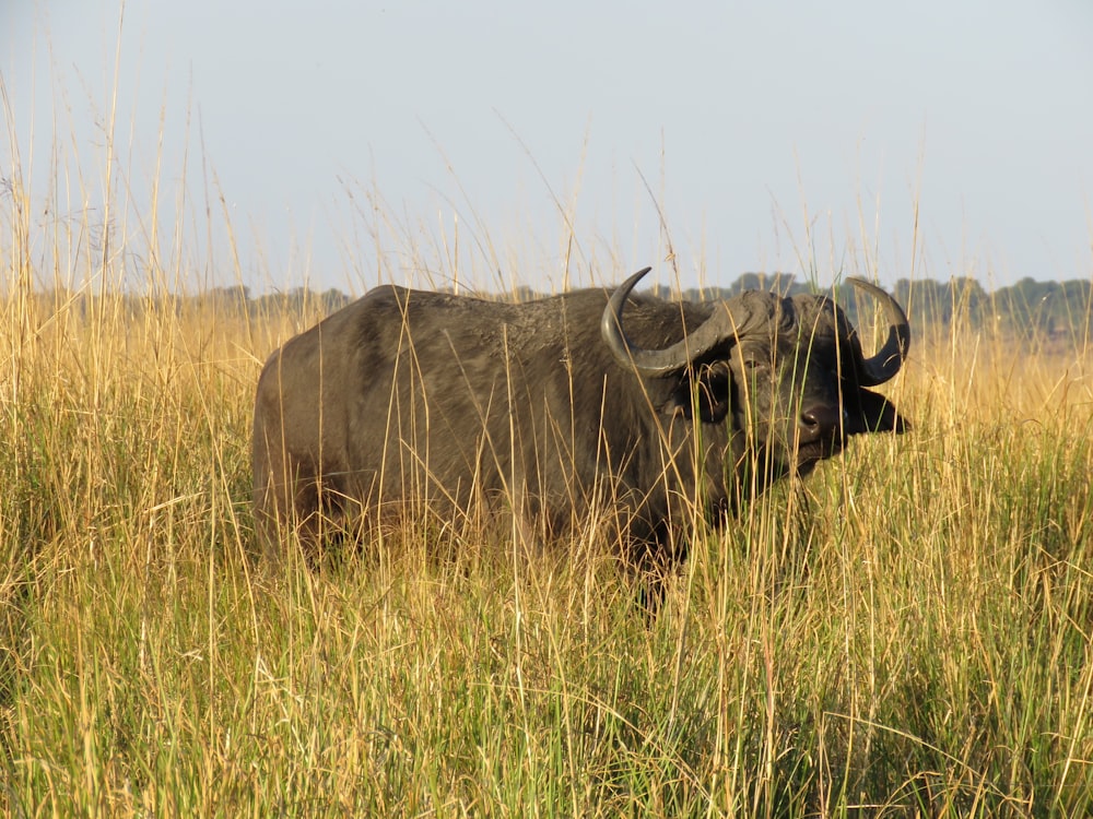 black water buffalo on brown grass field during daytime