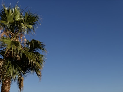 green palm tree under blue sky during daytime