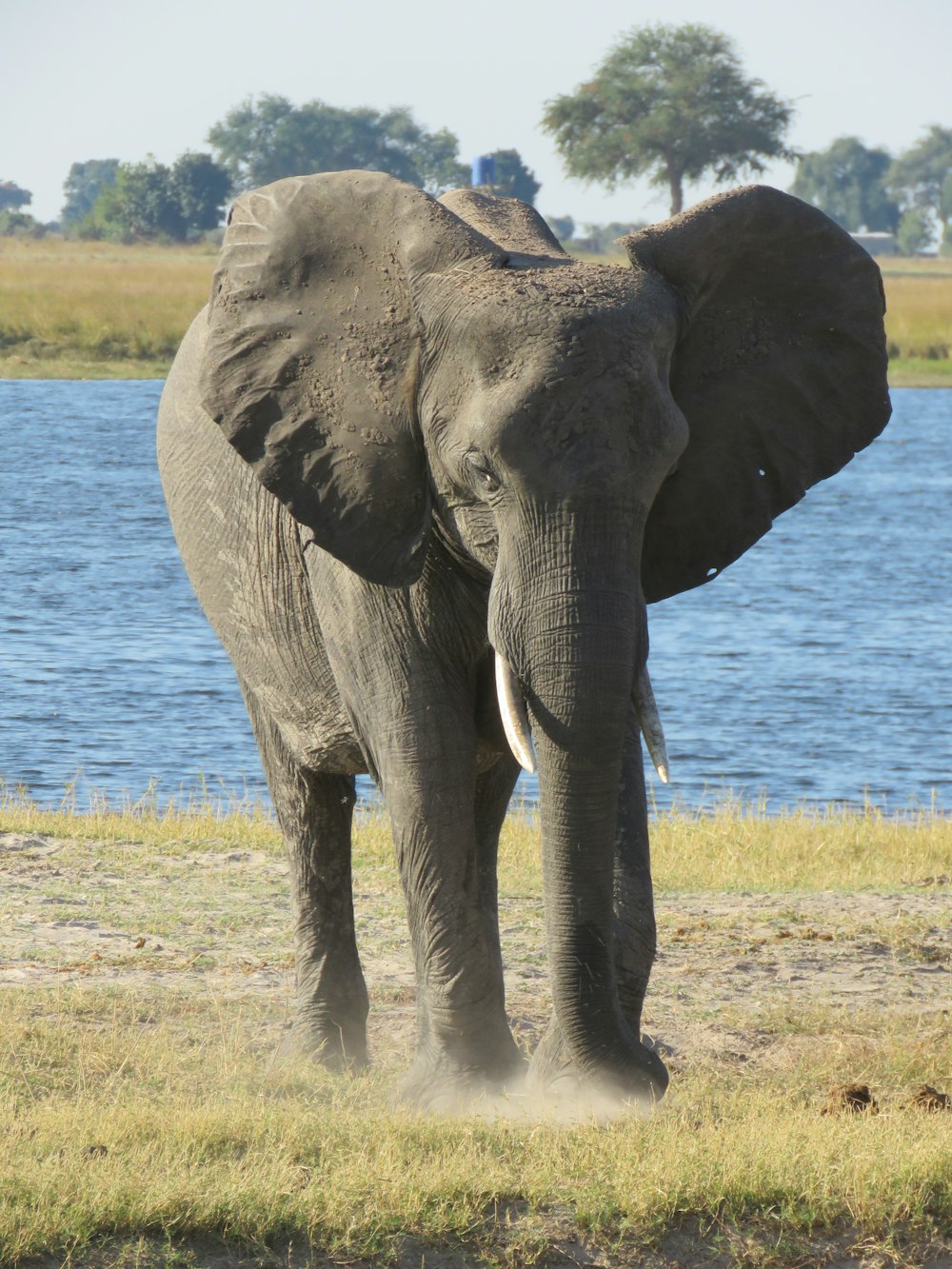 Elefante caminando sobre un campo de hierba verde durante el día