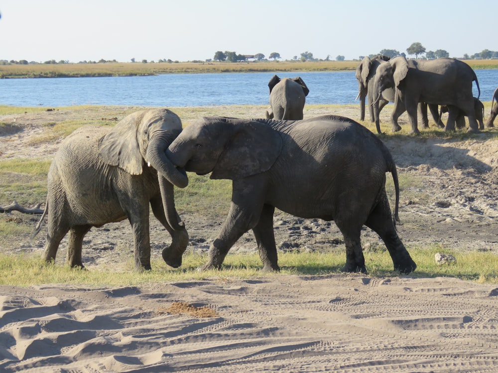 낮 동안 갈색 모래 위를 걷는 코끼리 그룹