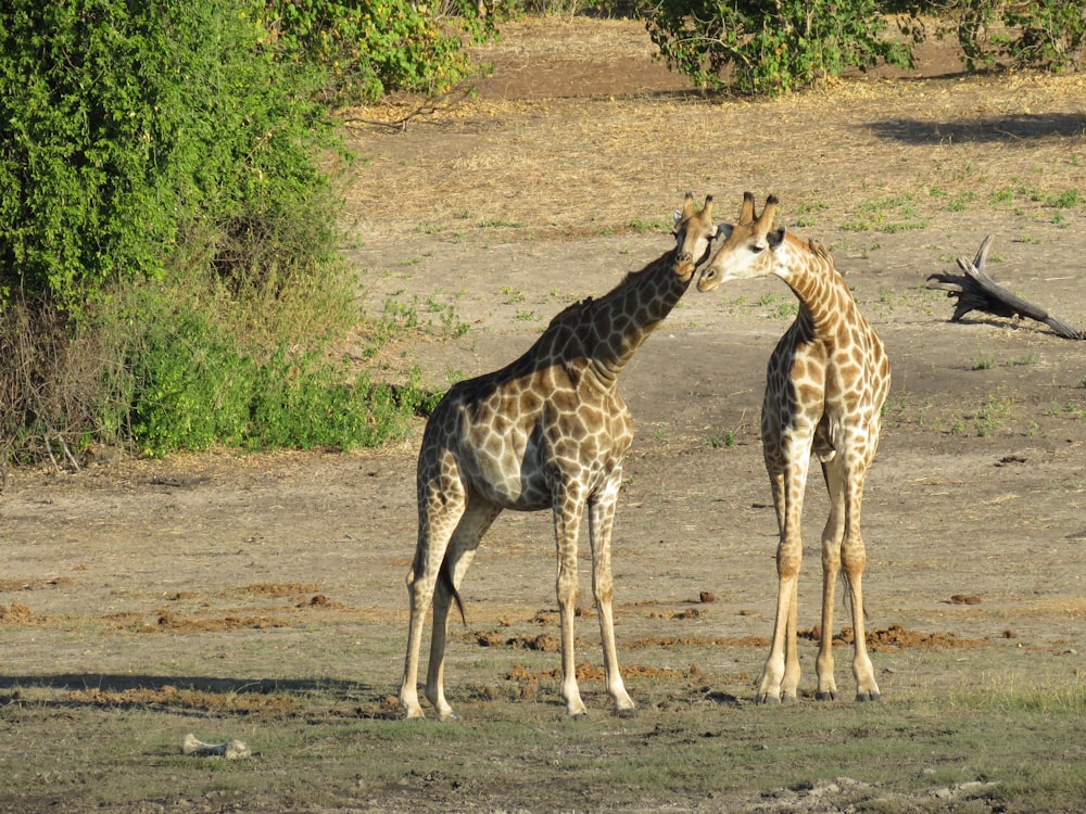 Braune Giraffe geht tagsüber auf braunem Sand