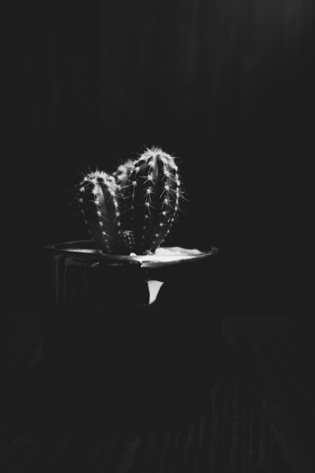 grayscale photo of cactus plant