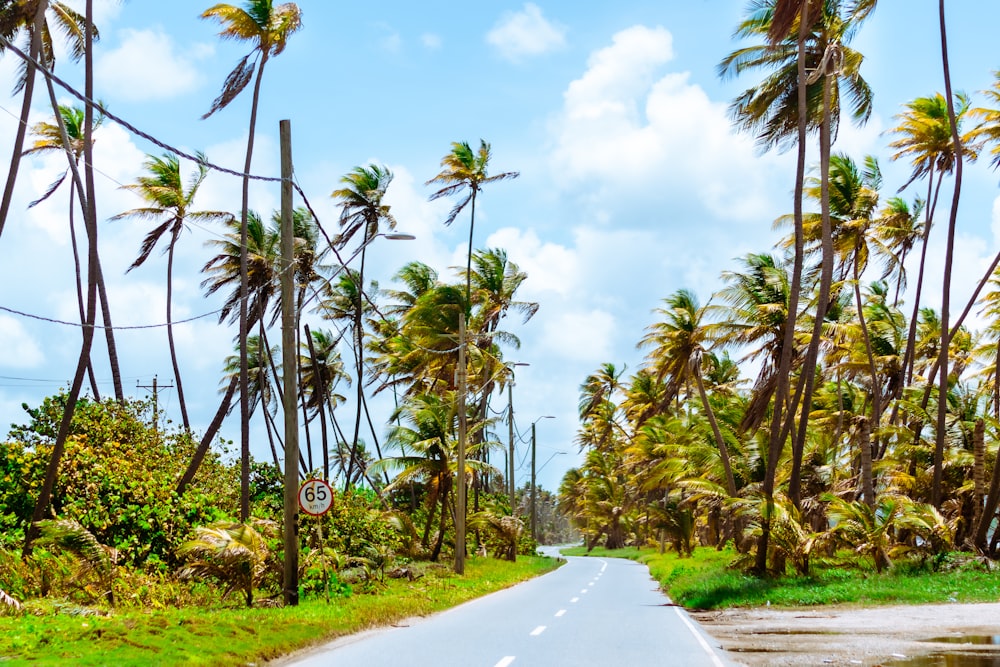 strada in cemento grigio tra palme verdi sotto cielo blu durante il giorno