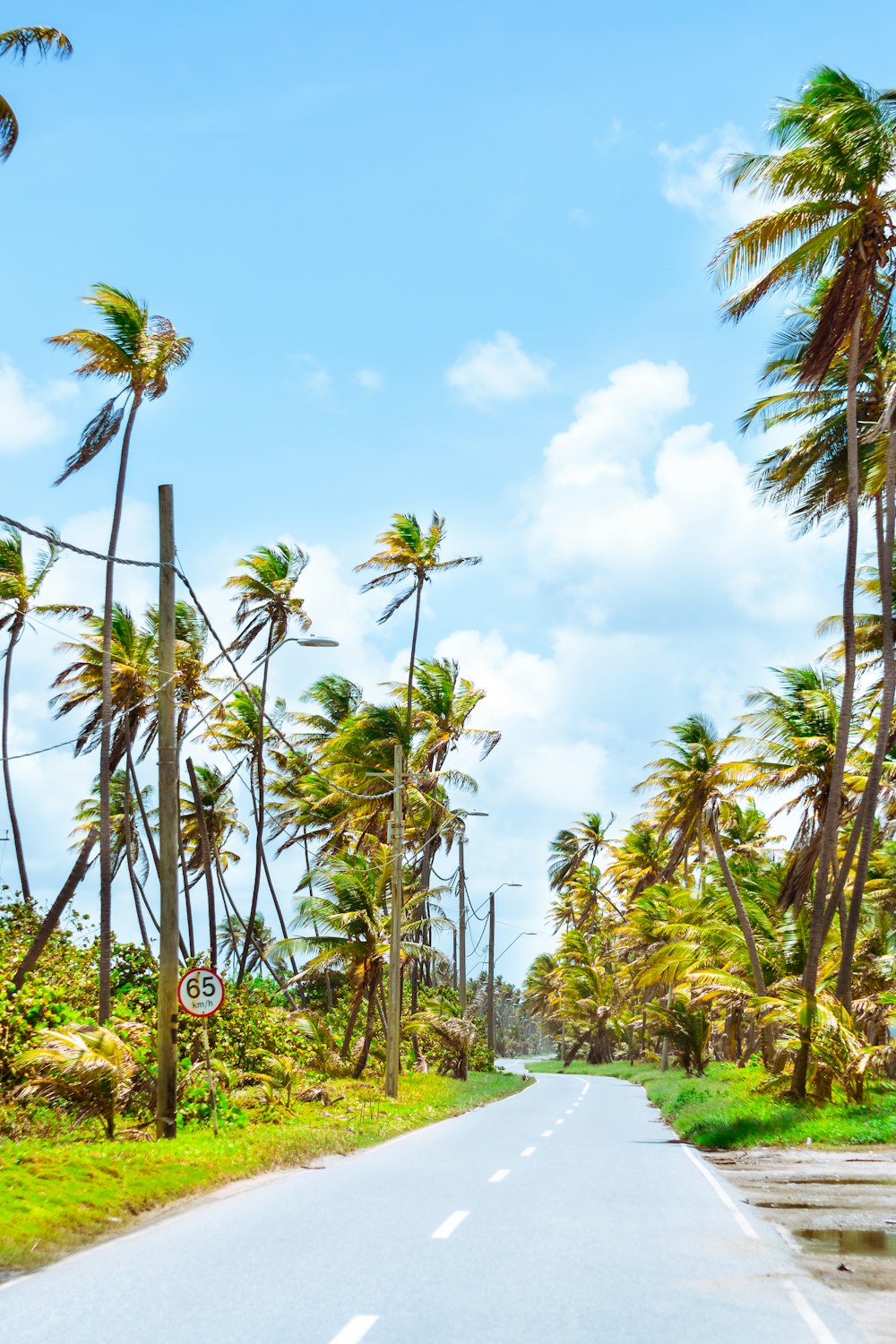 green coconut palm trees under blue sky during daytime