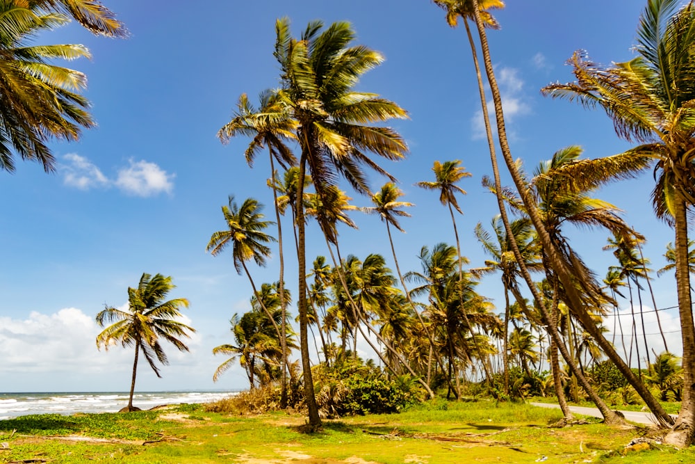 昼間の青空の下、緑の草原に咲くココナッツの木