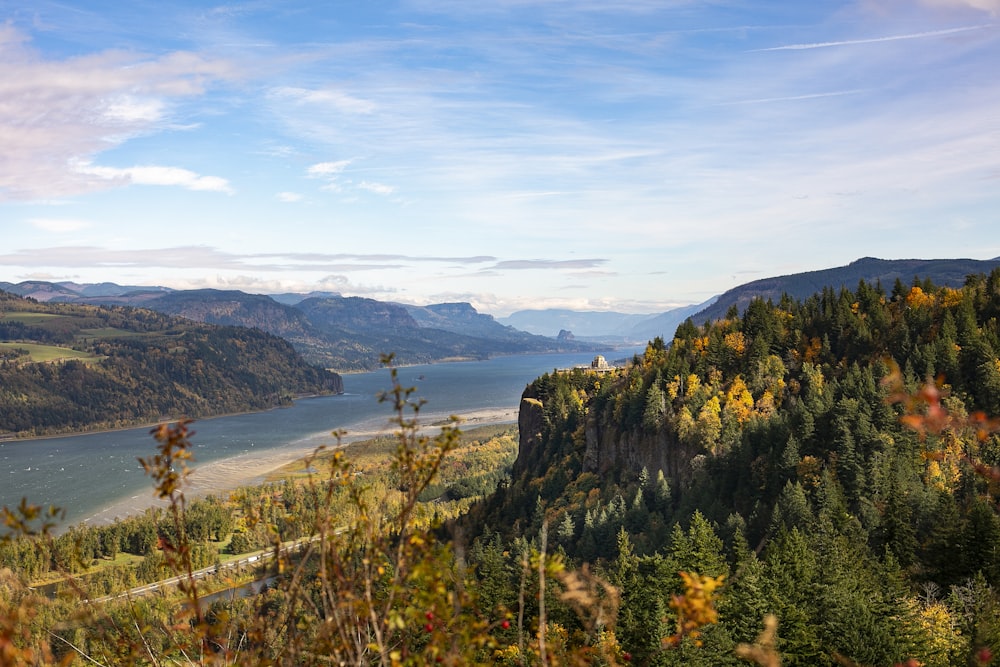 green trees on mountain near body of water during daytime